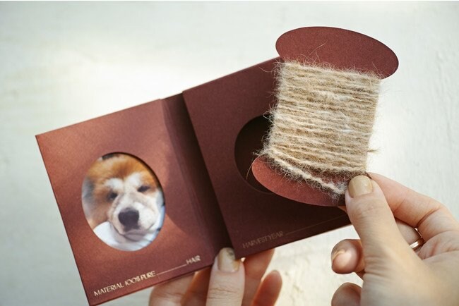 こちらのモデルは秋田犬の「将」くん