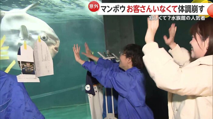 近づいてきたマンボウ
