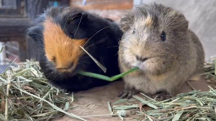 だんだん草が短くなって…(提供:須坂市動物園)
