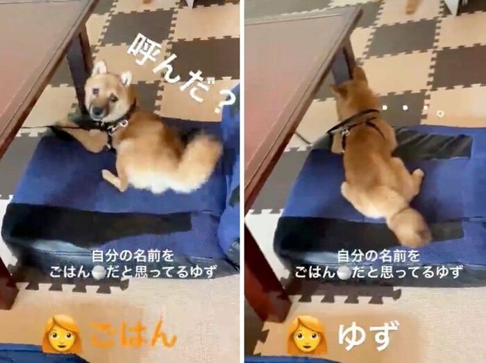 提供:ゆず*豆柴*さん