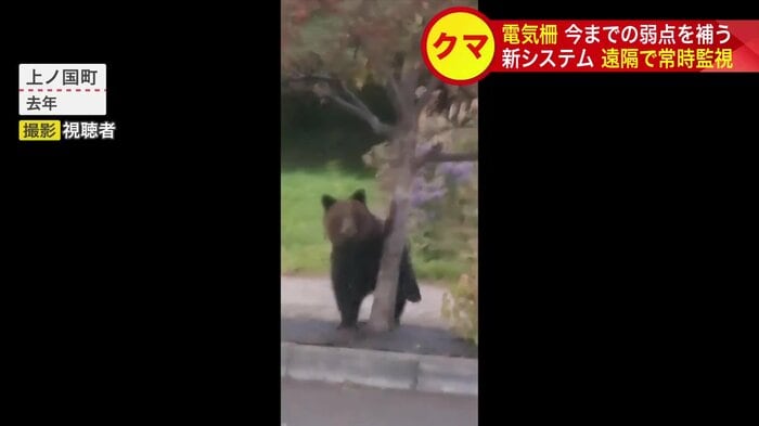 2025年 上ノ国町内に出没したクマ（撮影：視聴者）