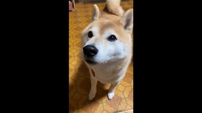 ブラッシングしてほしそうな顔で見つめてくる