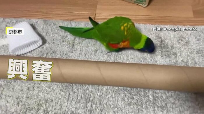 大興奮で走り回るクーピーくん