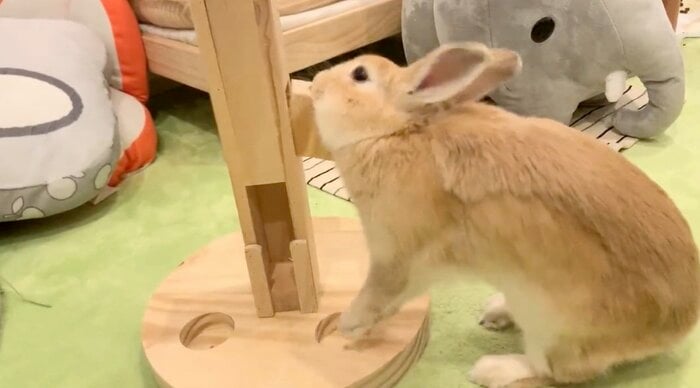 提供:げんまいとうるちさん