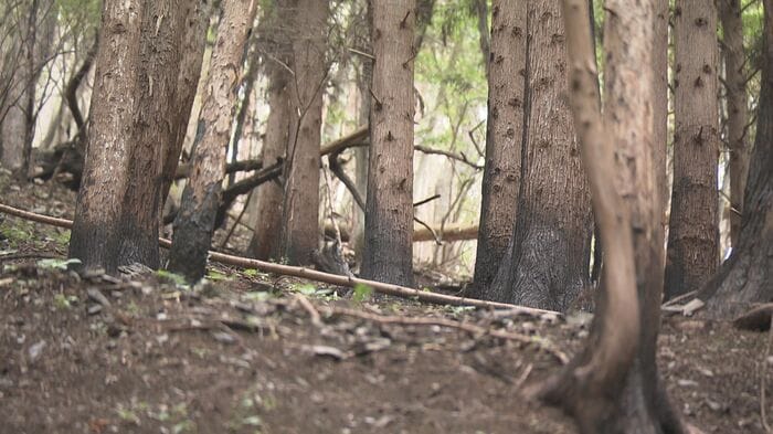 40年位前に造林した山も火災の被害に