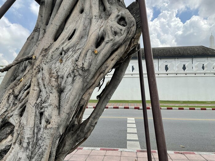 三大寺院の周囲にはリスが多く生息している