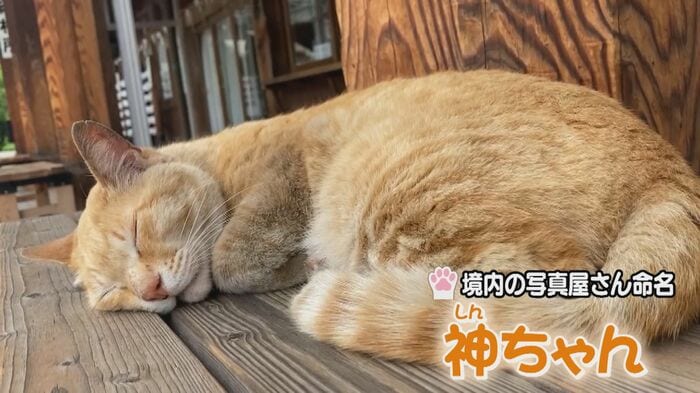 “神対応”が人気の「神(シン)ちゃん」