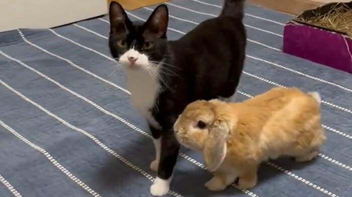 ビビくん(左)に寄り添う、キナオくん