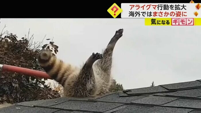 アライグマの足としっぽが伸びている(Liddle Rascals Wildlife Control Inc)