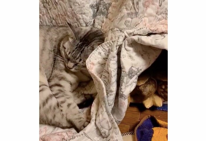 コタツで眠るリクオくんと猫(提供:にゃんこ亀さん)