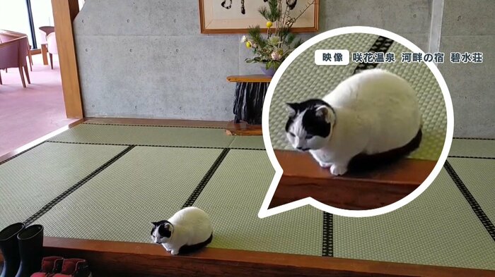 お客さんをお出迎えするチョコちゃん