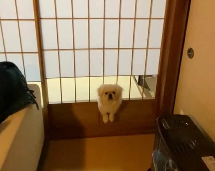 「助けてください」