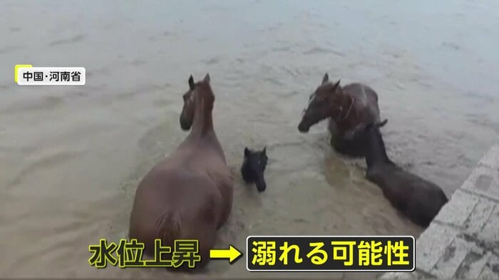 いまにも溺れそうな子馬(中国SNSより)