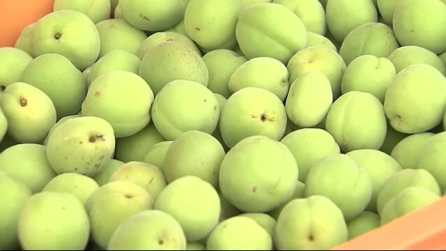 梅酒用ウメの収穫最盛期 雨不足の影響で収穫量減【岩手・釜石市】