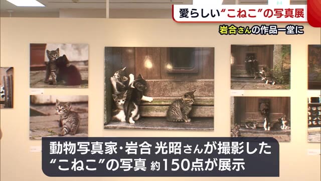 岩合光昭さんの作品一堂に 愛らしい
