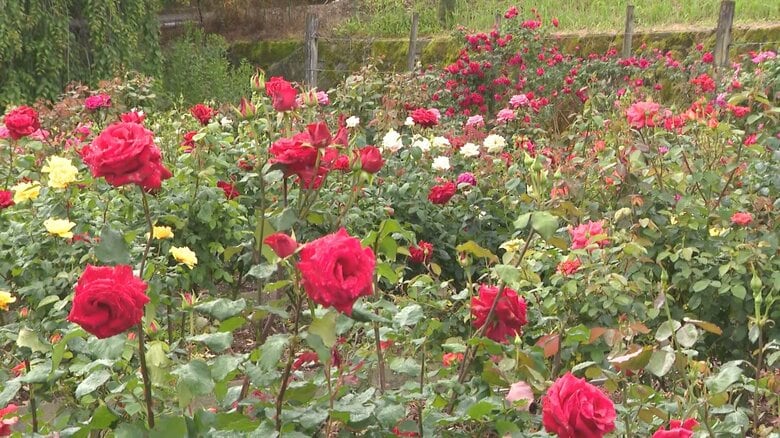 真っ赤や黄色など約1000株…観光施設『奥殿陣屋』のバラ園で色とりどりの花が見頃迎える 愛知県岡崎市｜FNNプライムオンライン
