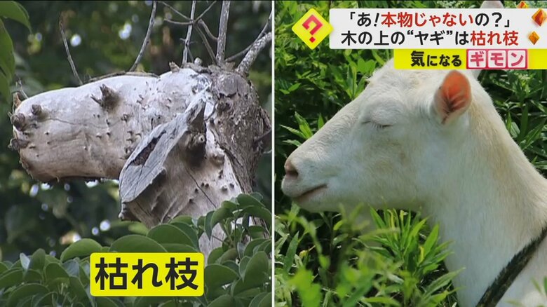 「本物じゃないんですか！？」木から下りられなくなったヤギ…その正体はそっくりな“枯れ枝”　沖縄・那覇市｜FNNプライムオンライン