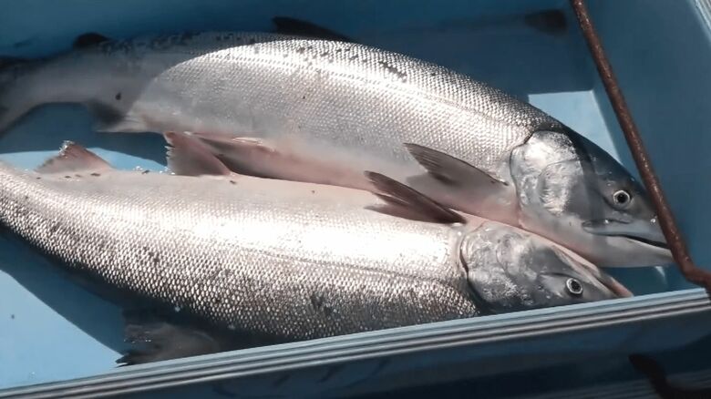 どうなる食卓のサケ―“秋サケ”定置網漁解禁 約1.2トン初水揚げ 初競りでメス1キロあたり1900円 不安な予測も『平成以降最少』下回る？「水温が上昇してきている」海水温上昇でふ化事業に変化も 北海道｜FNNプライムオンライン