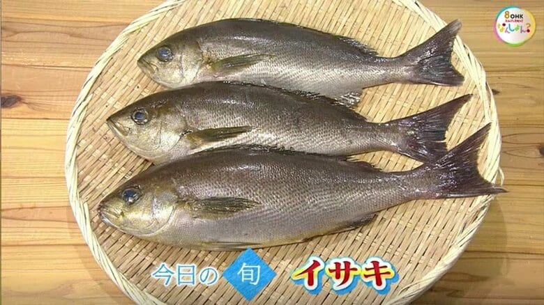 【瀬戸内旬紀行】梅雨が旬！脂が乗った白身魚「イサキ」　上品な甘みともちもち食感を刺身で【岡山・香川】｜FNNプライムオンライン