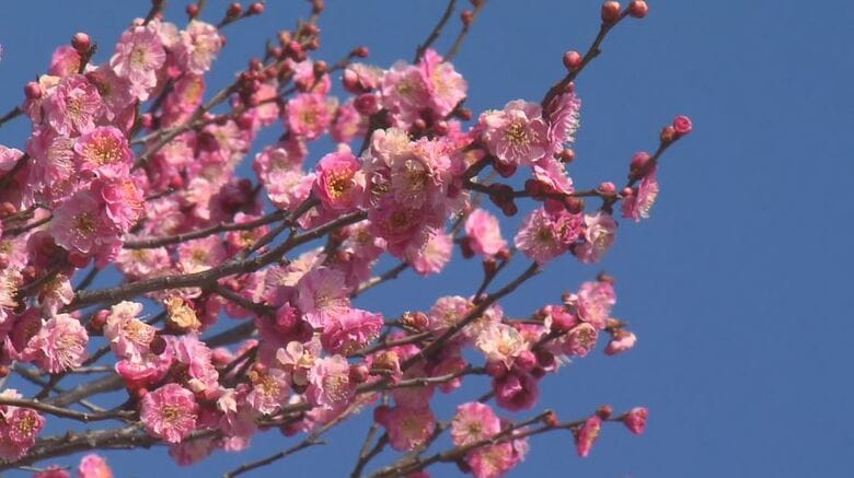 紅白の梅の開花進む　上田城跡公園　長野・上田市｜FNNプライムオンライン
