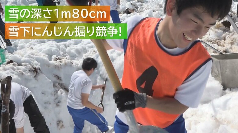 豪雪地帯で『雪下にんじん』掘り競争！雪の深さは1m80cm「こんなに大変だとは…」【新潟発】｜FNNプライムオンライン