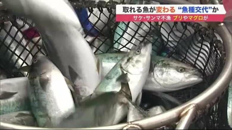 サケ・サンマ不漁続く…一方でブリやマグロが次々と　北海道の海で起きている異変は「魚種交代」か｜FNNプライムオンライン