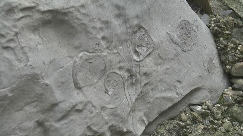 大垣城の石垣は“化石”だらけ…約2億5千万年前の巻貝など続々発見されるワケ【岐阜発】｜FNNプライムオンライン
