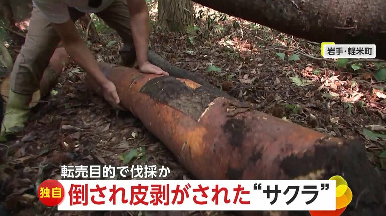 【独自】「憤りしかない」ヤマザクラ30本が切り倒され皮はがされる…工芸品の材料として転売目的で伐採か　岩手・軽米町｜FNNプライムオンライン