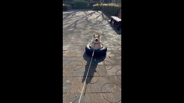 画像提供：柴犬ハナさん