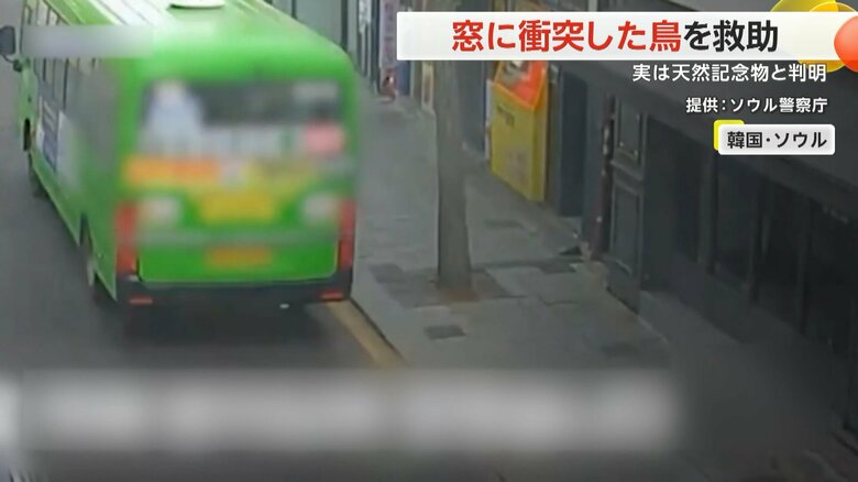 車道へ出てしまった鳥のギリギリをバスが通過する様子
