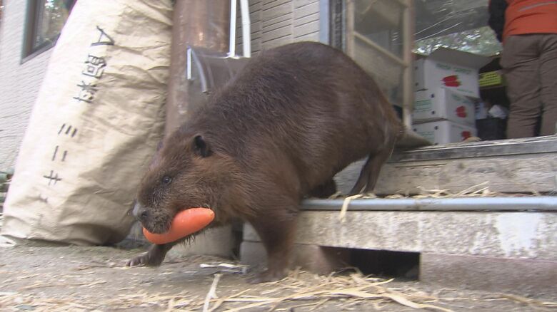 ニンジンをくわえスタコラ