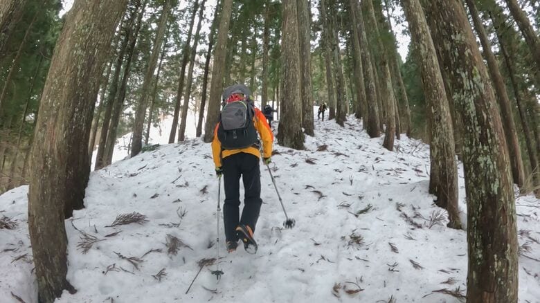 樹木の中を進む