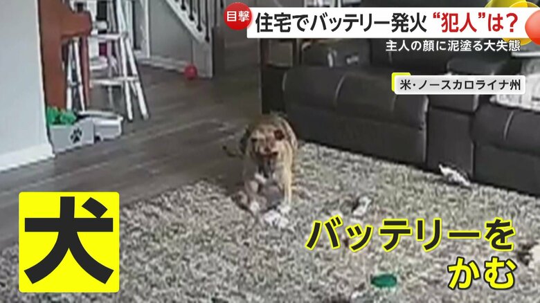 モバイルバッテリーを噛んでしまったペットの犬（アメリカ・ノースカロライナ州）
