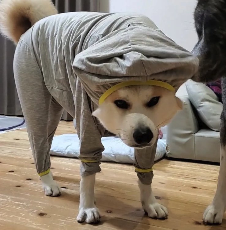 提供：秋田犬 杏(あん)と蓮(れん)さん