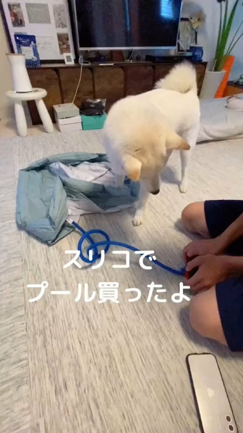 ビニールプールへ空気を入れる長男くんと見守るだい吉くん