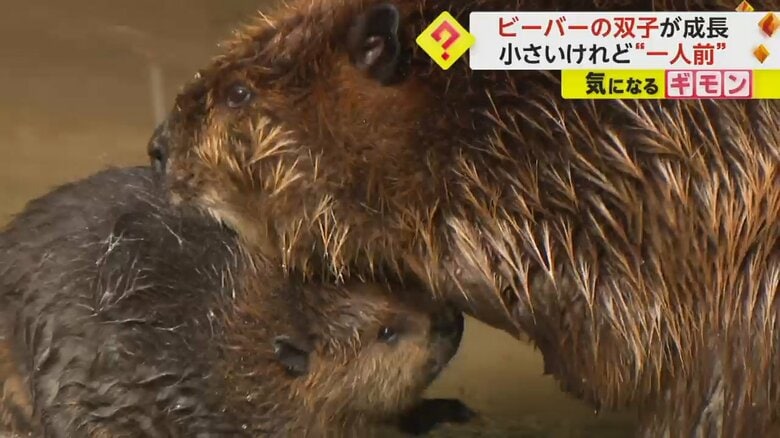 お母さんに毛づくろいしてもらうアメリカビーバーの赤ちゃん