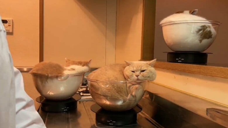 提供：みかんとじろうさんちさん