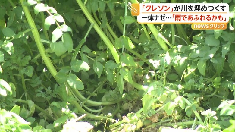 緑の植物が生い茂っていて、水面がほとんど見えない住宅街の中にある川