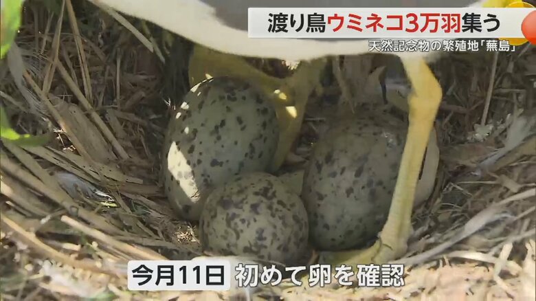 ウミネコの卵。11日、初めて確認された