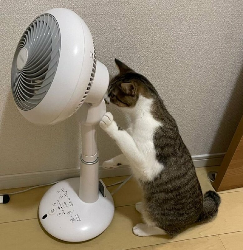 「これは何だ？」