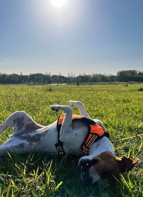 提供：あずもなさん