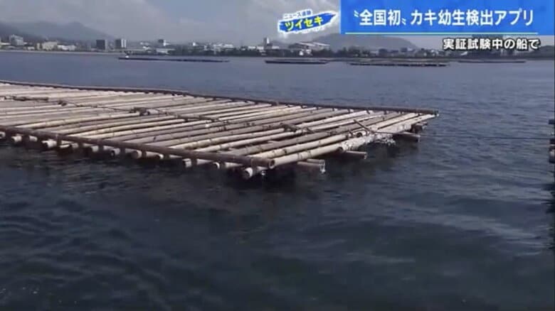 瀬戸内海の沖合にはいくつもの「カキいかだ」が浮かぶ