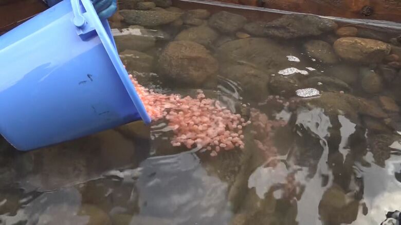サケの卵放流