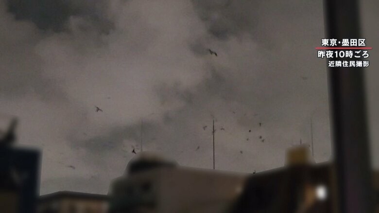 マンションの上空をぐるぐる回りながら群れで飛ぶウミネコ