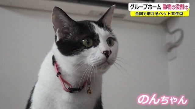 保護猫の「のんちゃん」