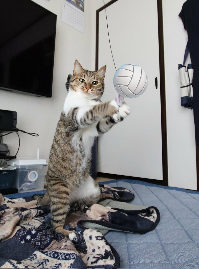 提供：猫のテトさん