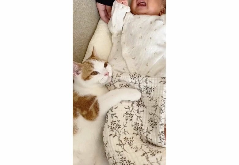 提供：こなつさん