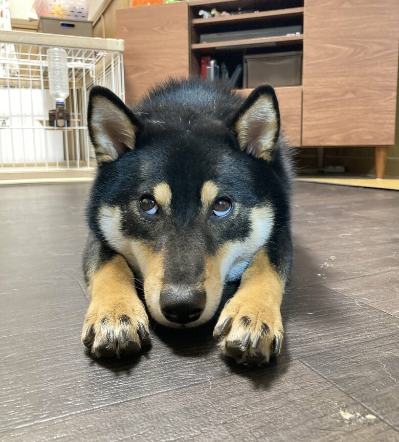 提供：黒柴ぎん@快杜号さん