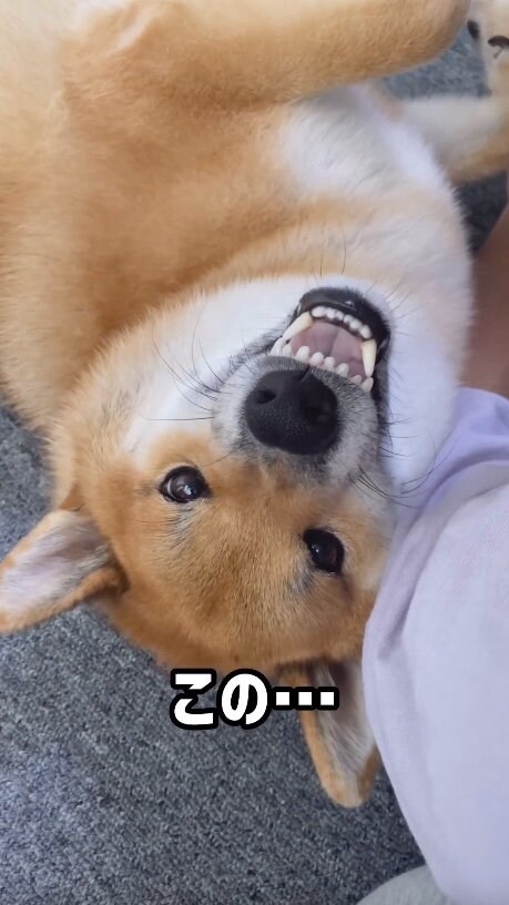 提供：柴犬ぽてとさん