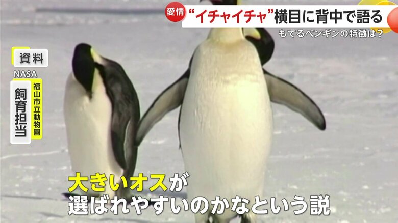 ペンギンにも“モテるポイント”があると解説する飼育員